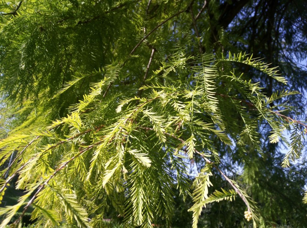 Specie arborea da determinare